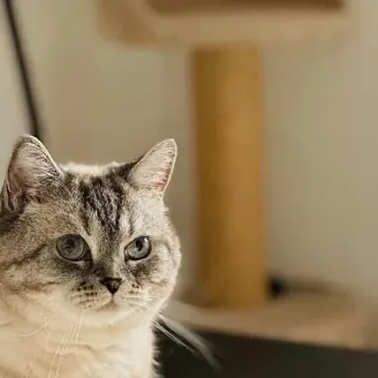 Sample cat