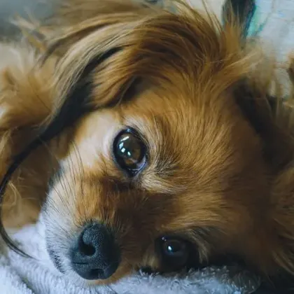 Sample dog